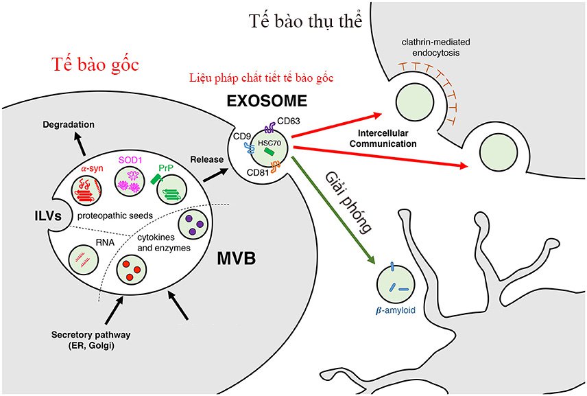 Công nghệ Exosome thực tế là một loại dưỡng chất, khi được đưa vào cơ thể