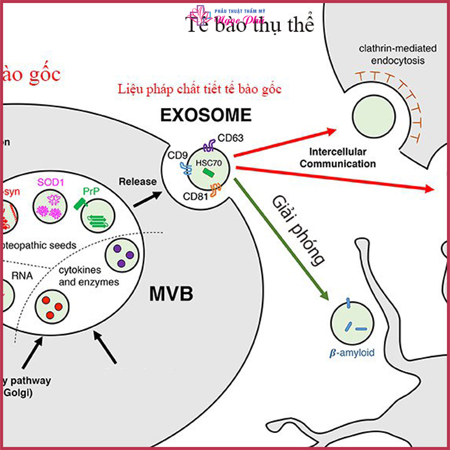 Meso có nhiệm vụ đưa Exosome vào tầng trung bì của da, giúp các dưỡng chất dễ dàng thẩm thấu